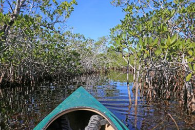 Bir kayık Everglades Ulusal Park, Florida bir su yolu Hell's bay iz yansıtan mangroves hareket