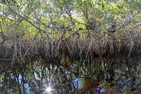 Les Mangroves Parc National Des Everglades Floride Reflètent Dans Une — Photo