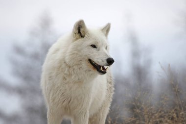 Bir Arctic vurdu bir profilde gülümseyen kurt (Canis lupus arctos)