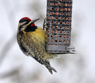 Bir Yellow-bellied bir kuş Besleyici üzerinde oturan Sapsucker (Sphyrapicus varius). Kitchener, Ontario, Kanada'da vurdu.