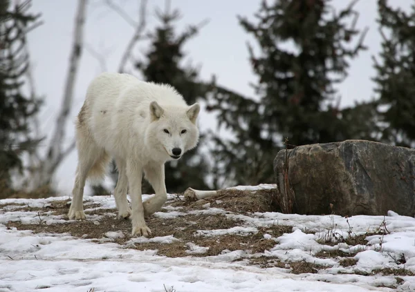 Ein Arktischer Wolf Canis Lupus Arctos Schnee — Stockfoto