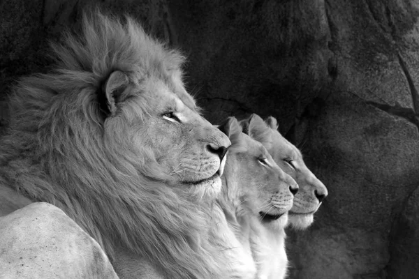 Uma Linha Três Leões Macho Duas Fêmeas — Fotografia de Stock