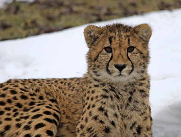 Ghepardo Acinonyx Jubatus Nella Neve — Foto Stock