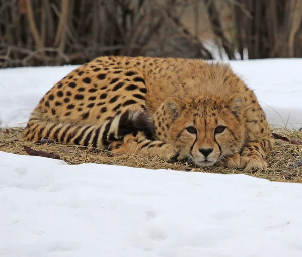 Karda Bir Çita Acinonyx Jubatus — Stok fotoğraf
