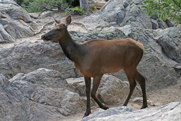 Female Elk Cervus Canadensis Strolling Large Rocky Outcroping Shot Rocky — Stock Photo, Image