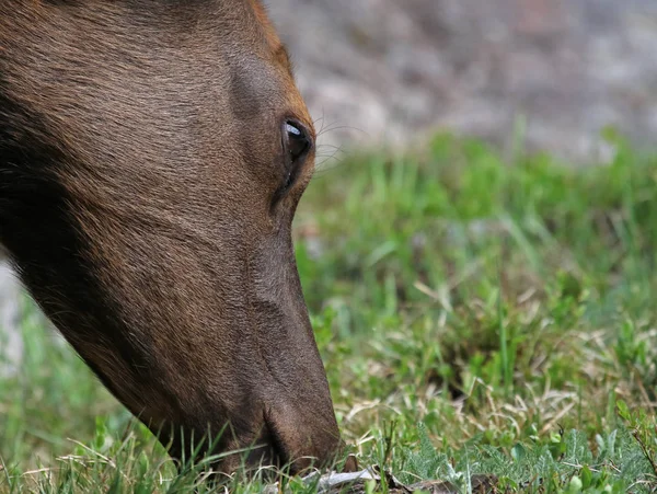 Nahaufnahme Eines Elchs Cervus Canadensis Der Sich Von Gras Ernährt — Stockfoto