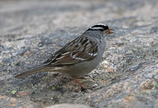 Een Wit Gekroonde Mus Zonotrichia Leucophrys Een Grote Granieten Rots — Stockfoto