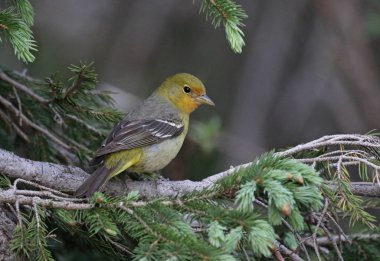 A female Western Tanager (Piranga ludoviciana) sitting in a spruce tree.  Shot in Rocky Mountain National Park, Colorado. clipart