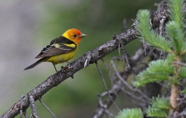 A male Western Tanager (Piranga ludoviciana) sitting in a spruce tree.  Shot in Rocky Mountain National Park, Colorado. clipart