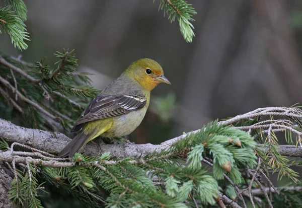 Una Mujer Tanager Occidental Piranga Ludoviciana Sentada Abeto Disparo Parque —  Fotos de Stock