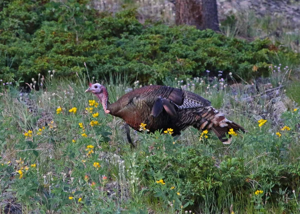 Gran Pavo Salvaje Meleagris Gallopavo Disparado Parque Nacional Las Montañas — Foto de Stock