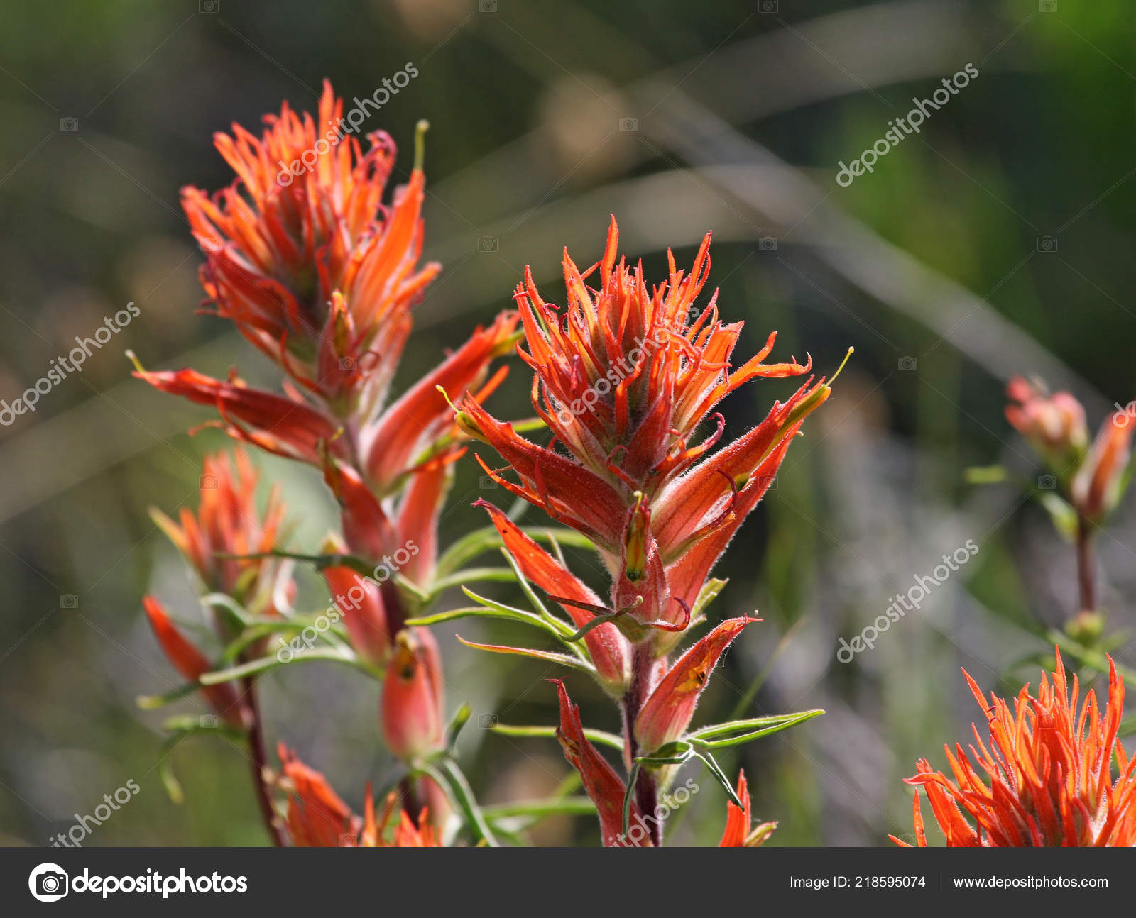 Wholeleaf Indian Paintbrush Flowers Castilleja Integra Shot Rocky Mountain National Stock Photo C Ca2hill 218595074