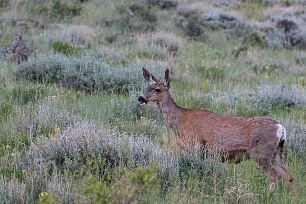 一只骡鹿 Odocoileus Hemionus 进入警戒状态 在科罗拉多州落基山脉国家公园被枪杀 — 图库照片