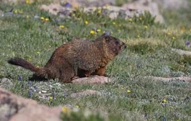 Bir yükseklik çayır duran bir ödlek dağ sıçanı (Marmota flaviventris). Rocky Dağı Milli Parkı, Colorado, ABD, hemen ötesinde iz Ridge Road vurdu.