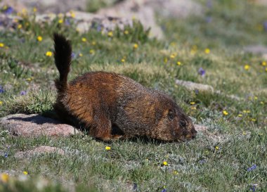 Bir yükseklik çayır duran bir ödlek dağ sıçanı (Marmota flaviventris). Rocky Dağı Milli Parkı, Colorado, ABD, hemen ötesinde iz Ridge Road vurdu.