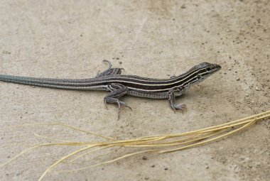 Racerunner (Aspidoscelis sexlineata) bir yolu, altı çizgili Highline Gölü State Park, Mesa County, Colorado vurdu.