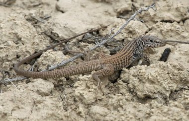 Highline Gölü State Park, Mesa County, Colorado vurdu kir, Western Whiptail (Aspidoscelis Dicle).