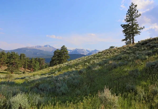 Louka Údolí Těsně Pod Jelení Hřbet Junction Rocky Mountain National — Stock fotografie