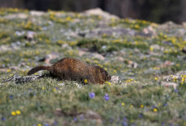 Bir Yükseklik Çayır Scurrying Bir Ödlek Dağ Sıçanı Marmota Flaviventris — Stok fotoğraf