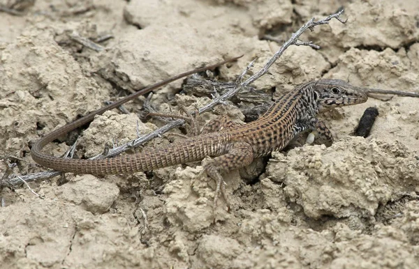 Whiptail Western Aspidoscelis Tigris Brud Strzał Highline Lake State Park — Zdjęcie stockowe