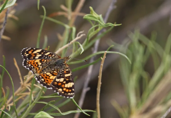 Dorsal Shot Gorgone Checkerspot Chlosyne Gorgone Butterfly Shot Highline Lake — Stock Photo, Image