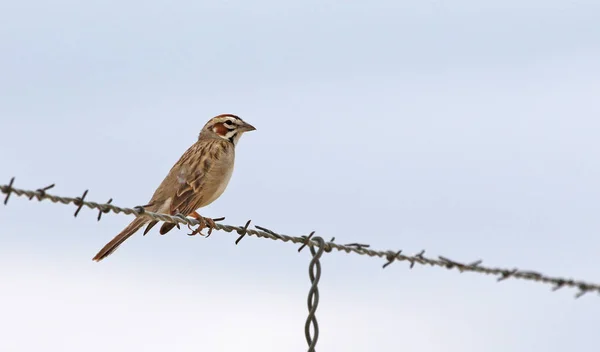 Wróbla Lark Chondestes Grammacus Siedząc Drut Strzał Highline Lake State — Zdjęcie stockowe