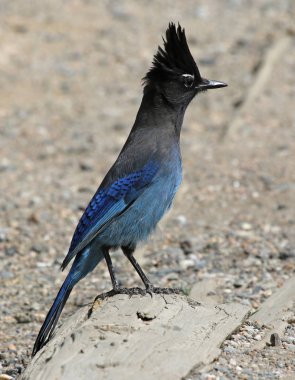 Bir Steller 's Jay (Cyanocitta stelleri) Estes Park, Colorado' da bir kütüğün üzerinde oturuyor.