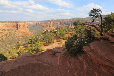 The silhouette of a pinion pine against the north end of monument canyon (shot looking south) in the backgroud, shot in the Colorado National Monument, found in Mesa County, Colorado. clipart