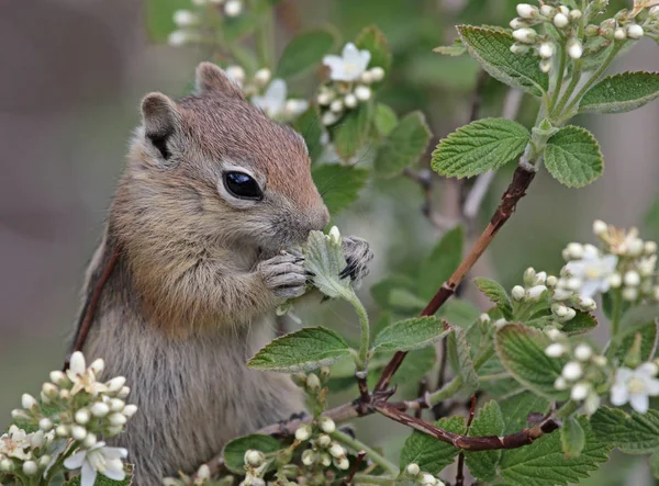 Ein Goldmantel Ziesel Callospermophilus Lateralis Das Sich Einem Baum Ernährt — Stockfoto