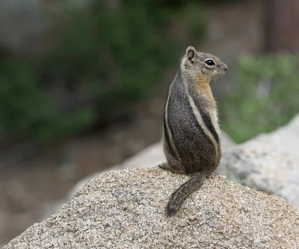 Een Gouden Mantelbrulaap Grondeekhoorn Spermophilus Lateralis Staande Een Rots Schot — Stockfoto