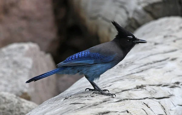 Steller Jay Cyanocitta Stelleri Siedzi Pniu Estes Park Kolorado — Zdjęcie stockowe