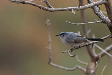 Bir dal üzerinde oturan mavi-gri Gnatcatcher (Polioptila caerulea). Arches National Park, Utah vurdu.