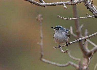 Bir dal üzerinde oturan mavi-gri Gnatcatcher (Polioptila caerulea). Arches National Park, Utah vurdu.