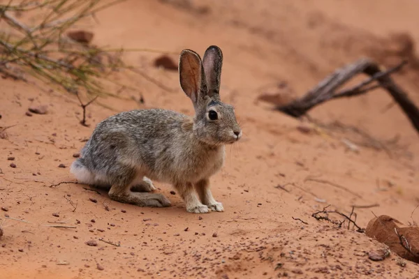 Una Cola Algodón Del Desierto Sylvilagus Audubonii Sentada Arena Parque —  Fotos de Stock