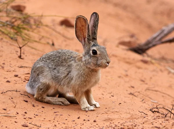 Ein Wüsten Baumwollschwanz Sylvilagus Audubonii Sitzt Sand Arches National Park — Stockfoto