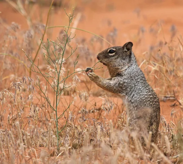 Rock Squirrel Otospermophilus Variegatus Feeding Some Weeds Disparo Parque Nacional —  Fotos de Stock