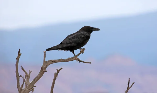 Bir Ağacın Altında Oturup Bir Karga Corvus Corax Sinuatus Arches — Stok fotoğraf