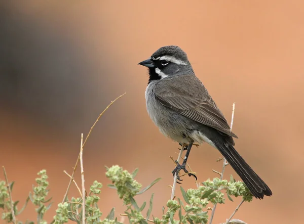 Svartstrupig Sparv Amphispiza Bilineata Uppflugen Srub Arches National Park Utah — Stockfoto