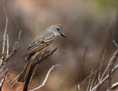 Bir Ash-throated Flycatcher (Myiarchus cinerascens) Canyonlands Milli Parkı, Utah bir ağaçta vuruldu.