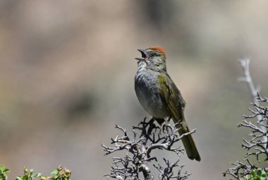 Bir ağaçta yer alan yeşil kuyruklu Towhee (Pipilo chlorurus), Gunnison Milli Parkı 'nın siyah Kanyonu 'nda çekilmiş, Colorado.