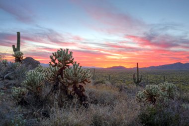Tucson, Arizona batısında bulunan ön planda atlama cholla ve saguaro kaktüs ile alacakaranlıkta Gates Pass kuzeye bakıyor.
