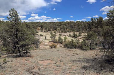Gila Ulusal Ormanı New Mexico 'da çekildi..
