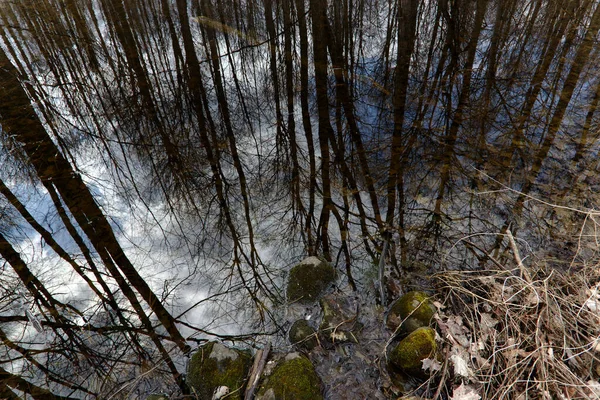 Bäume Die Sich Einem Kleinen Teich Spiegeln Aufgenommen Zeitigen Frühjahr — Stockfoto
