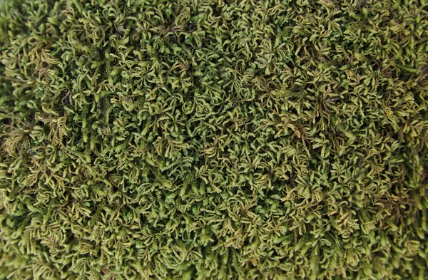Close Green Moss Which Growing Large Rock — Stock Photo, Image