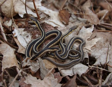 Yaprak yığınında iki Doğu Jartiyeri Yılanı (Thamnophis sirtalis sirtalis) bulunur. Waterloo, Ontario, Kanada 'da çekildi.