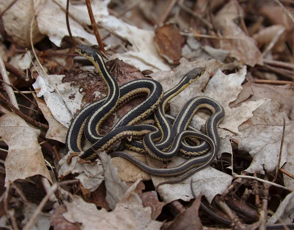Due Serpenti Giarrettiera Orientali Thamnophis Sirtalis Sirtalis Nella Lettiera Delle — Foto Stock
