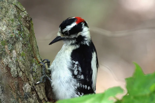 Downy Woodpecker Dryobates Pubescens Mid Strike Pecking Tree Shot Waterloo — Stock fotografie