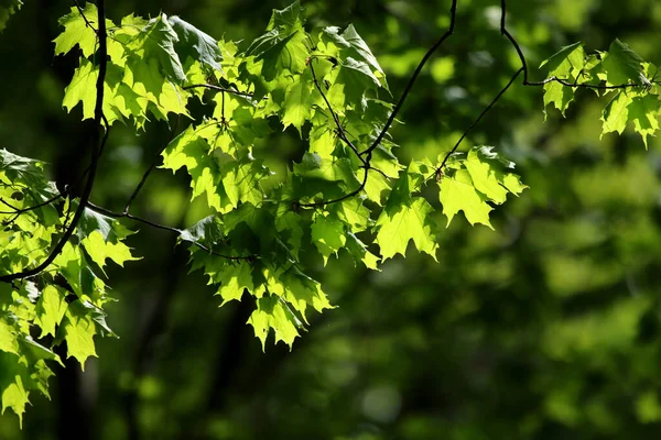枫树上明亮的绿叶被明亮的阳光映衬着 — 图库照片