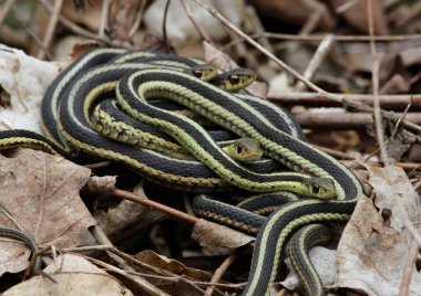 Yaprak yığınında bir yığın Doğu Jartiyeri Yılanı (Thamnophis sirtalis sirtalis) bulunur. Waterloo, Ontario, Kanada 'da çekildi.