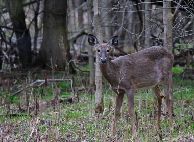 Kameraya bakan (Odocoileus virginianus) beyaz kuyruklu bir geyik. Waterloo, Ontario, Kanada 'da çekildi.